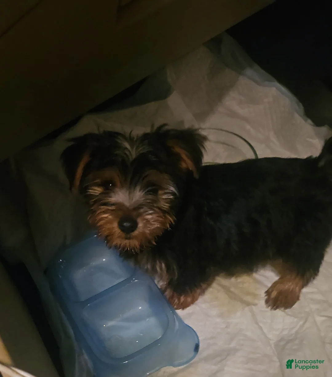 Yorkshire Terrier dogs for sale: Shiloh, 5 month old male puppy for sale - Ad 1