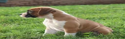 Boxer dogs for sale: Paisley - Ad 7
