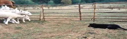 Australian Kelpie dogs for sale: Australian Kelpie 1/4 Mcnab Border Collie - Ad 10