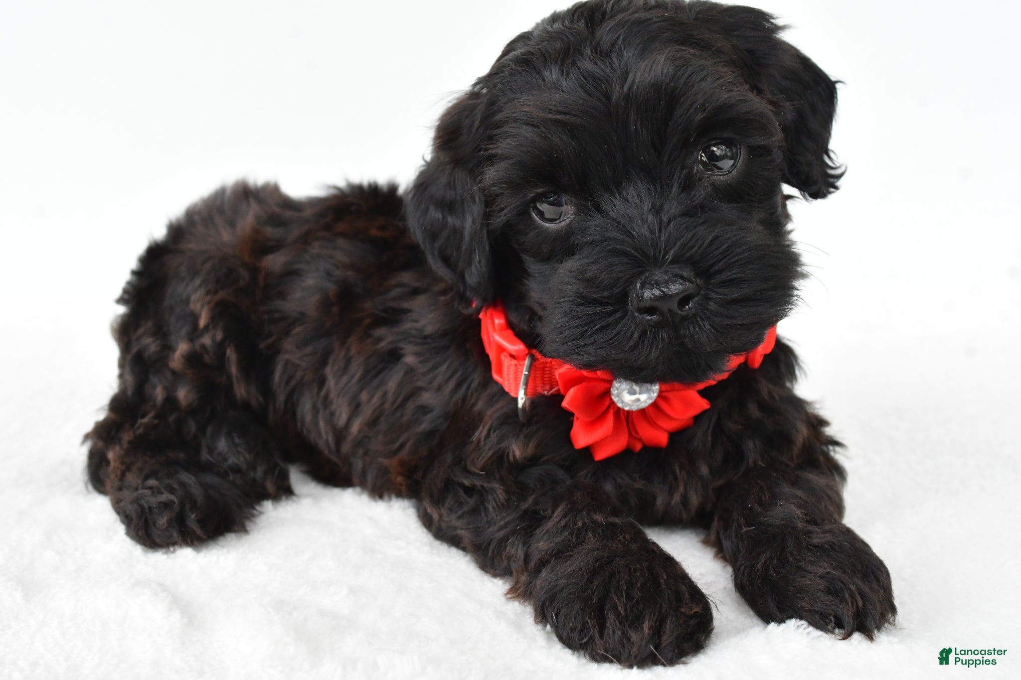 Miniature Poodle dogs Remi - Ad 1