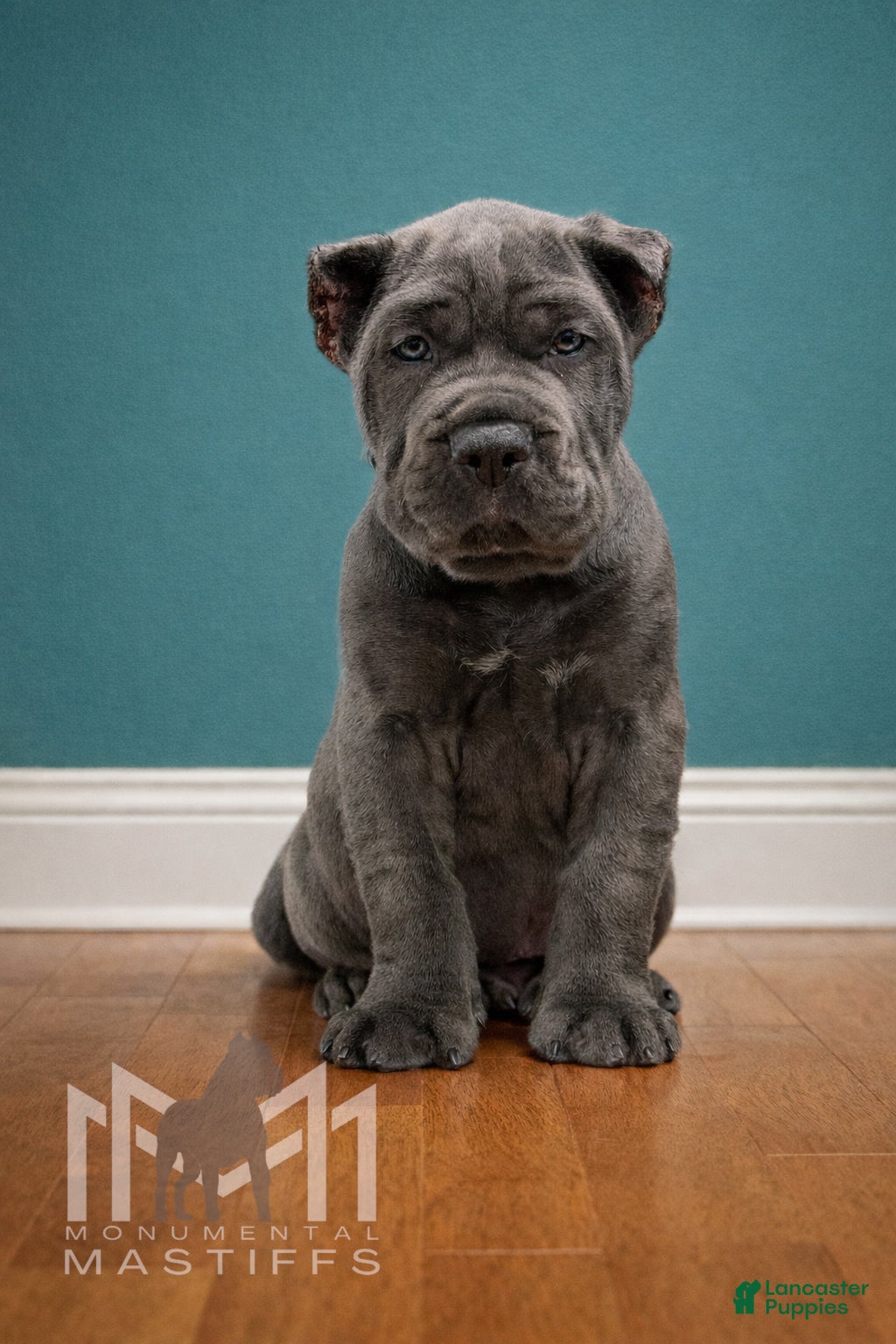 Mixed Breed dogs Teal Collar Male - Ad 13