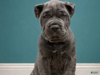 Mixed Breed dogs Teal Collar Male - Ad 13