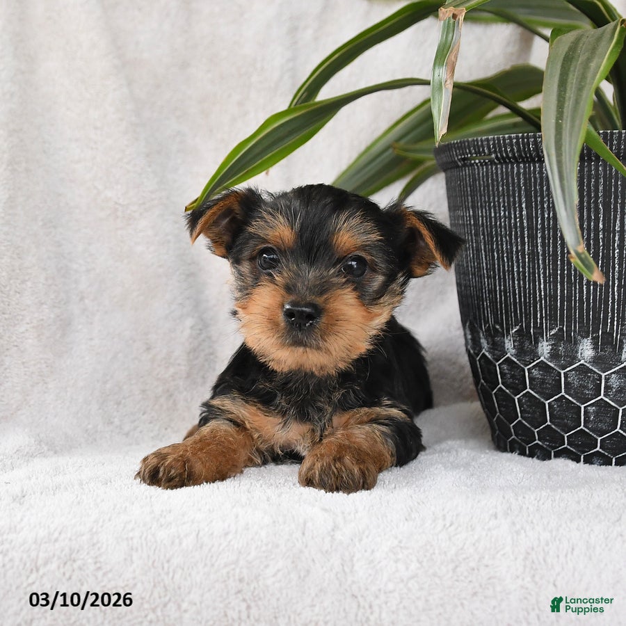 Yorkshire Terrier dogs Peaches - Ad 2