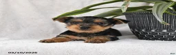 Yorkshire Terrier dogs for sale: Peaches - Ad 2