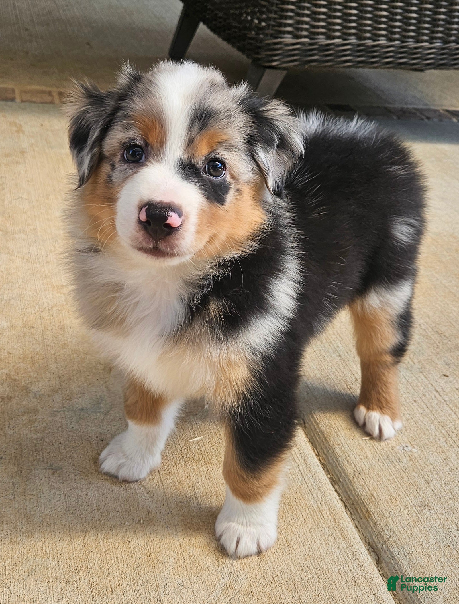 Australian Shepherd dogs Stunning Tricolor 'Butterfly Nose' Pup - Ad 22