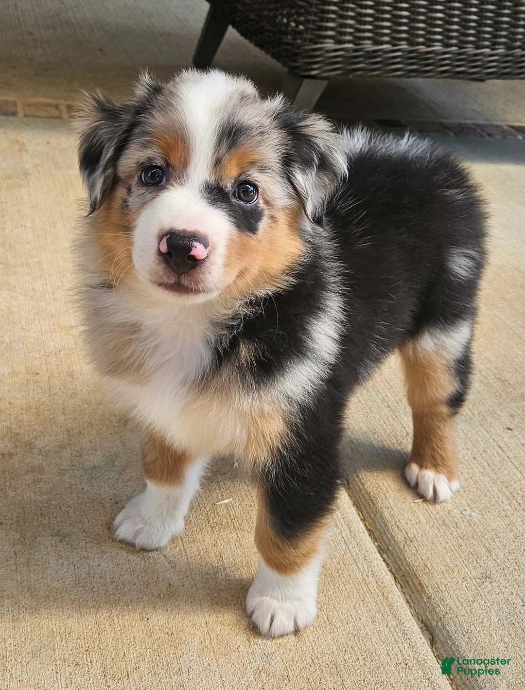 Australian Shepherd dogs for sale: Stunning Tricolor 'Butterfly Nose' Pup - Ad 1