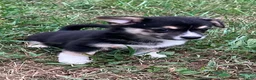 Mixed Breed dogs for sale: Petite Nina  - Ad 1