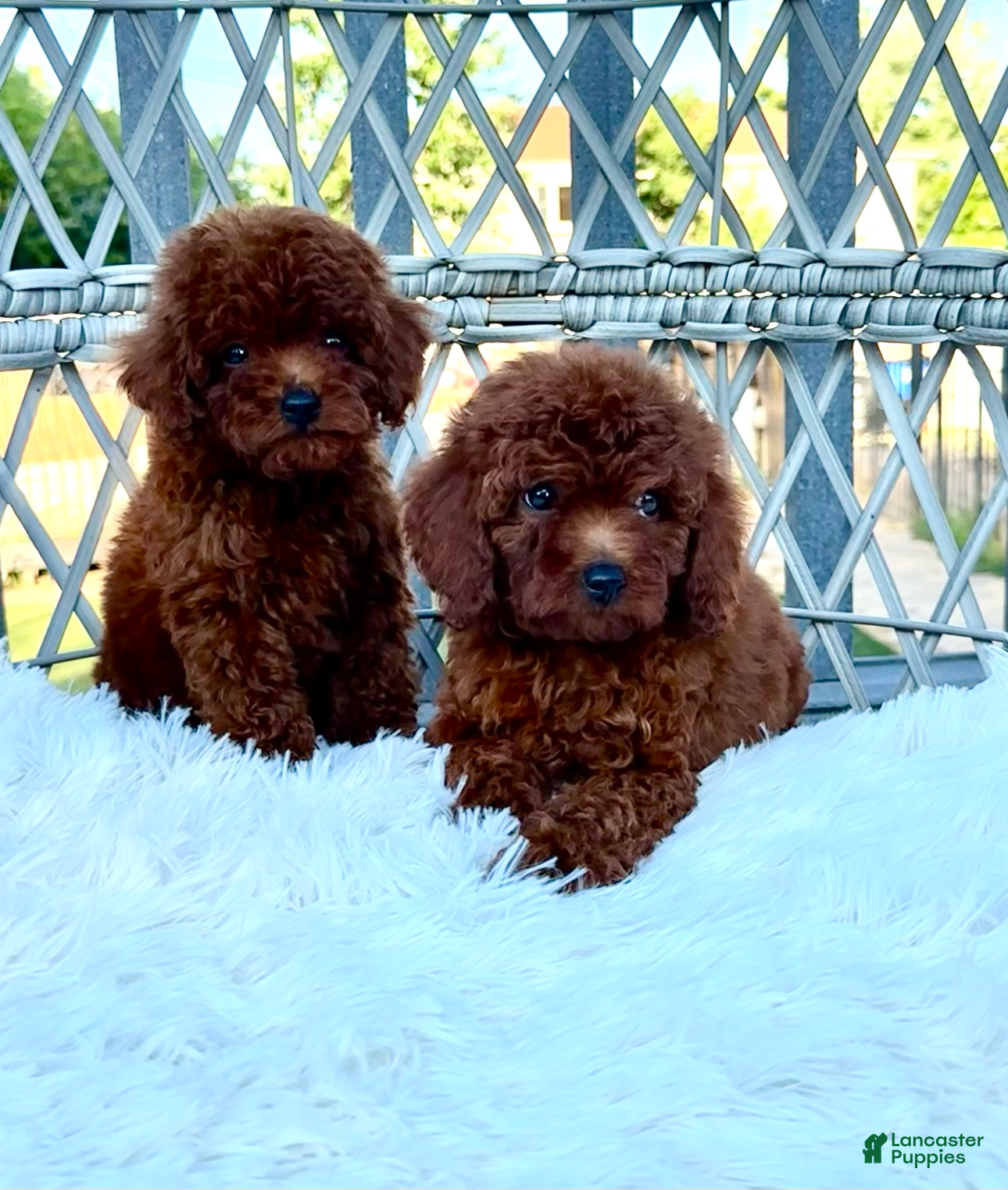 Toy Poodle dogs for sale: Toy Poodle 1 - Ad 1