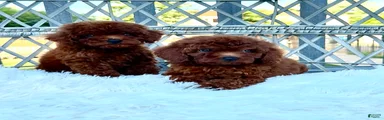 Toy Poodle 1