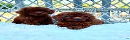 Toy Poodle dogs for sale: Toy Poodle 1 - Ad 1