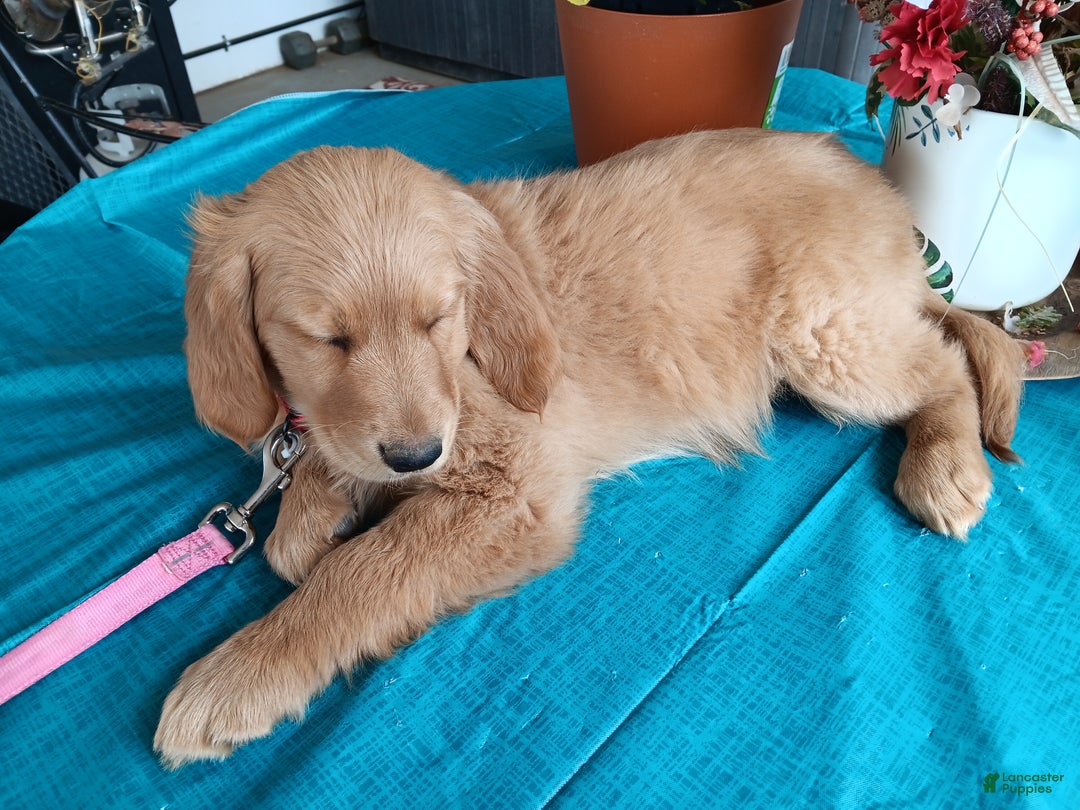 Golden Retriever dogs for sale: Sport - Ad 17