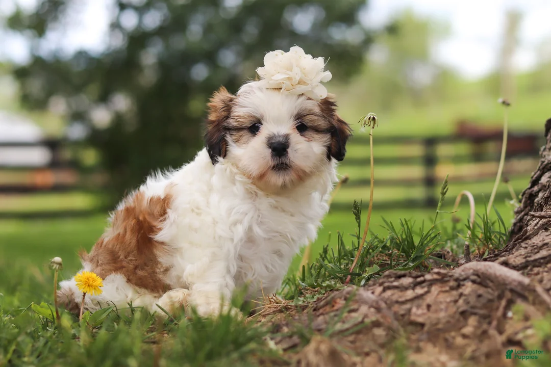 Shih Tzu dogs for sale: Clover - Ad 2