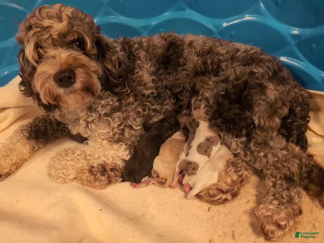 Labradoodle dogs for sale: Labradoodle 1 - Ad 3