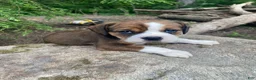 English Bulldog dogs for sale: Mia - Ad 4