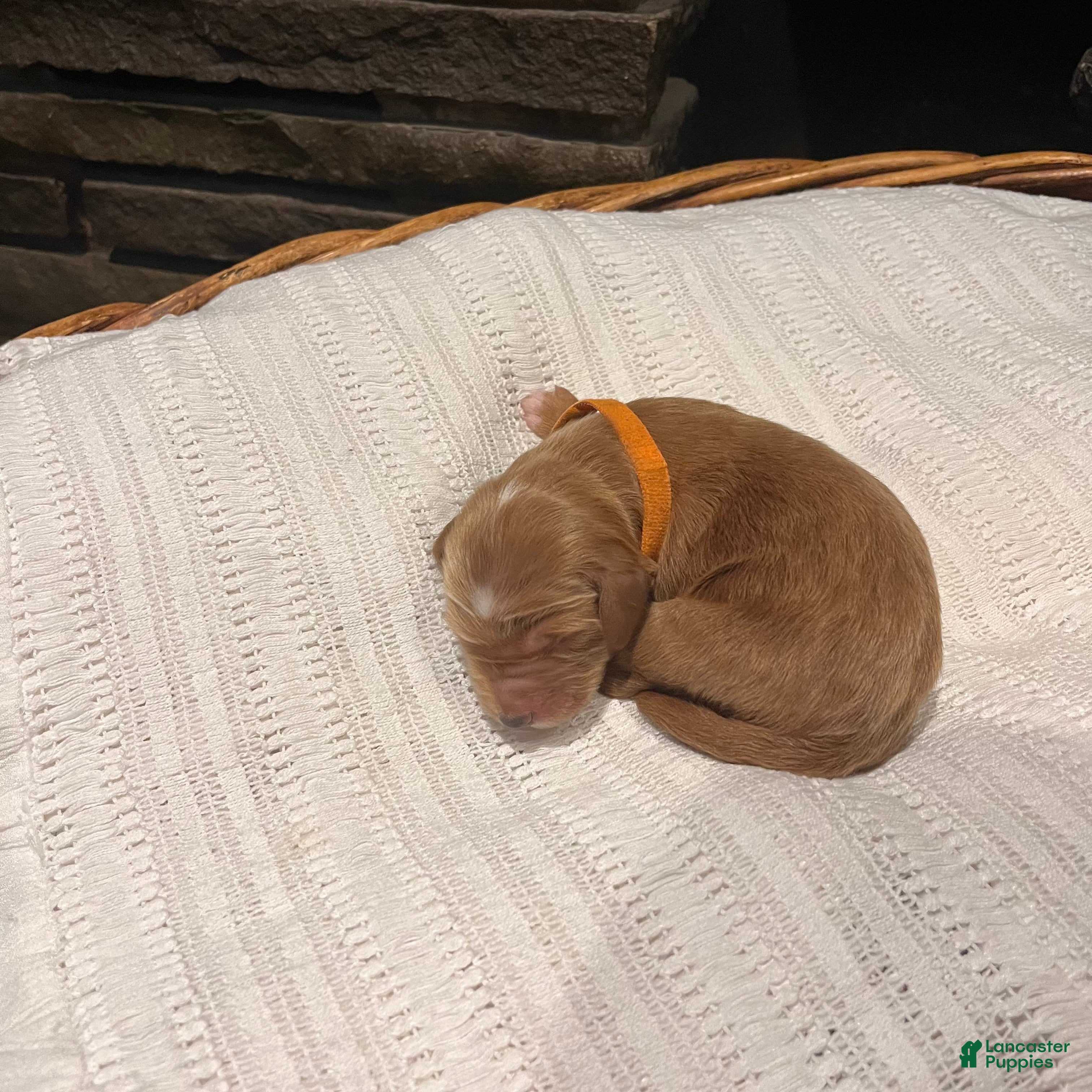 Irish Doodle dogs Orange Collar - “Jonesy” - Ad 1