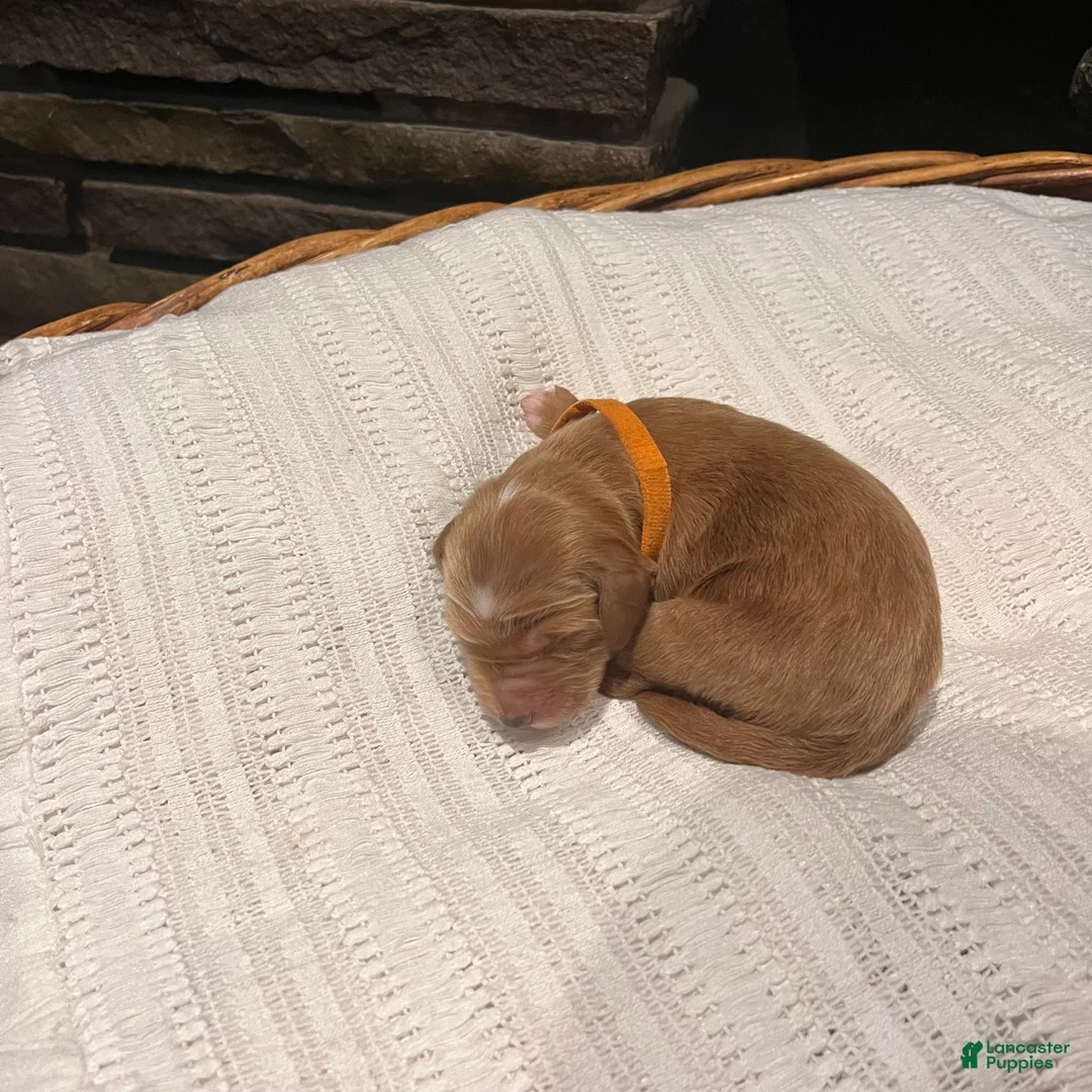 Irish Doodle dogs for sale: Orange Collar - “Jonesy” - Ad 1