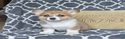 Welsh Corgi Pembroke dogs for sale: Honey - Ad 4