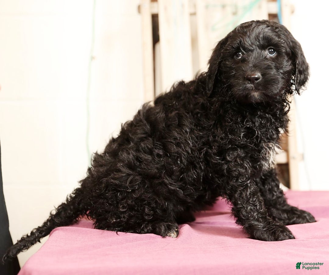 Labradoodle dogs for sale: Gina - Ad 4