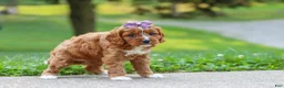 Cavapoo dogs for sale: Bella - Ad 4