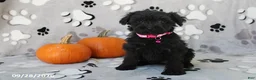 Yorkiepoo dogs for sale: Savannah - Ad 1