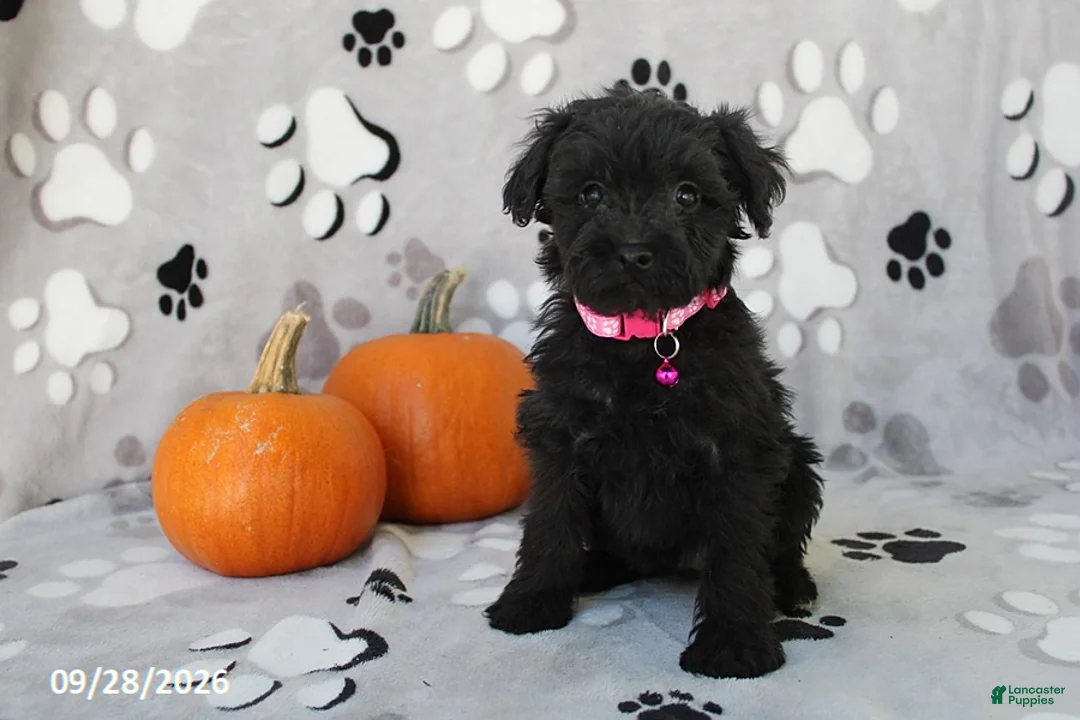 Yorkiepoo dogs for sale: Savannah - Ad 1