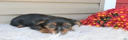 Yorkshire Terrier dogs for sale: Scotty - Ad 11