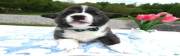 Welsh Corgi Pembroke dogs for sale: Welsh Corgi Pembroke Puppy 1 Wenzel - Ad 2