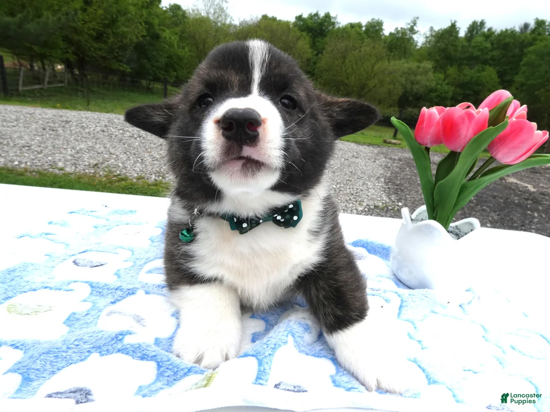 Welsh Corgi Pembroke dogs for sale: Welsh Corgi Pembroke Puppy 1 Wenzel - Ad 2
