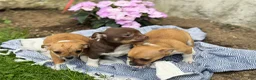 Chihuahua dogs for sale: Peter - Ad 16