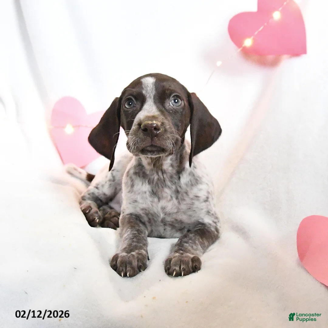 German Shorthaired Pointer dogs for sale: Reese - Ad 3