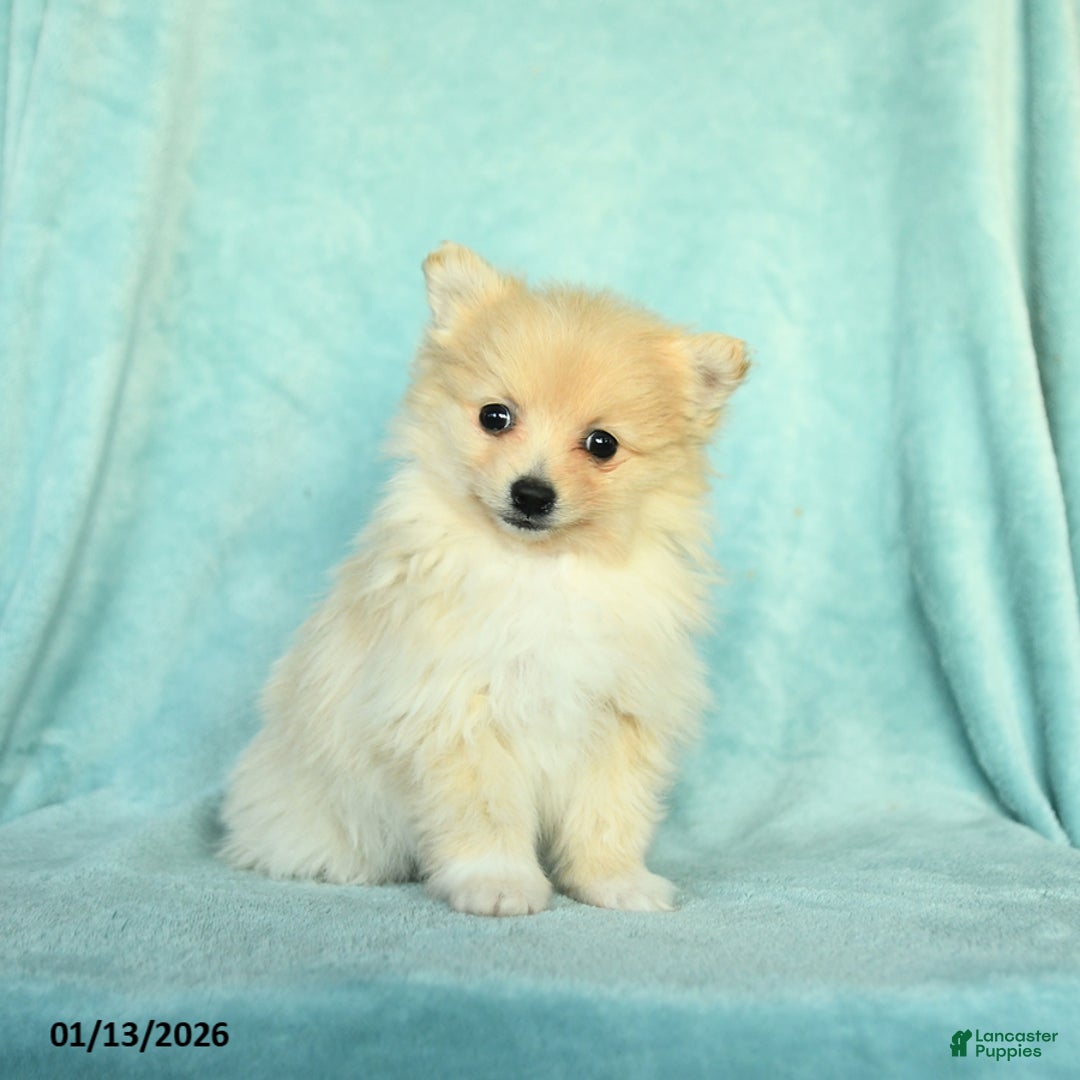 Pomeranian dogs for sale: Daisy - Ad 2