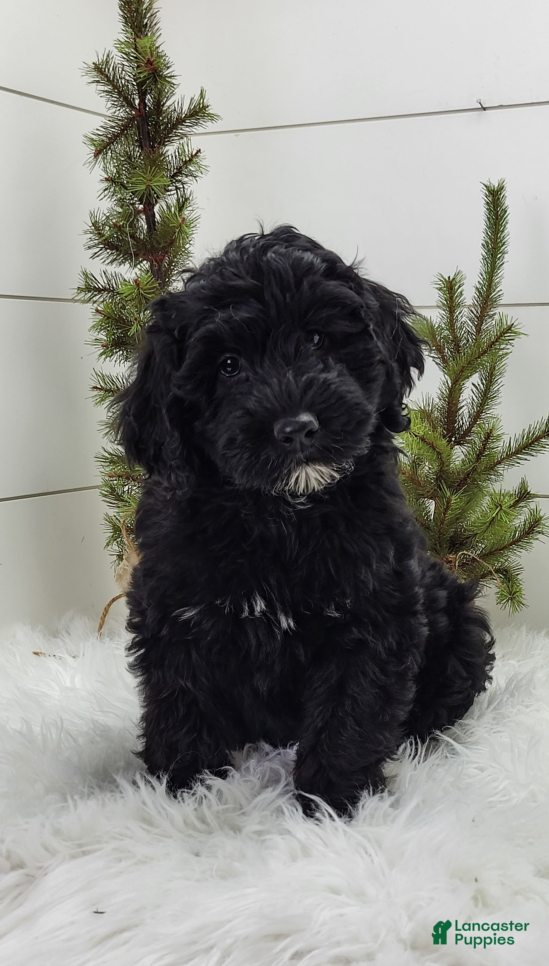 Portuguese Water Dog dogs Midnight - Ad 16