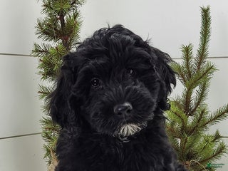Portuguese Water Dog dogs Midnight - Ad 17