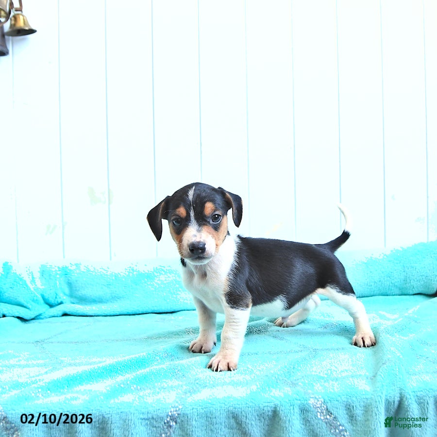 Mixed Breed dogs Clover - Ad 2