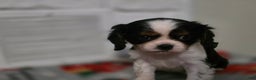 Cavalier King Charles Spaniel dogs for sale: Cavalier King Charles Spaniel Puppy 1 - Ad 4