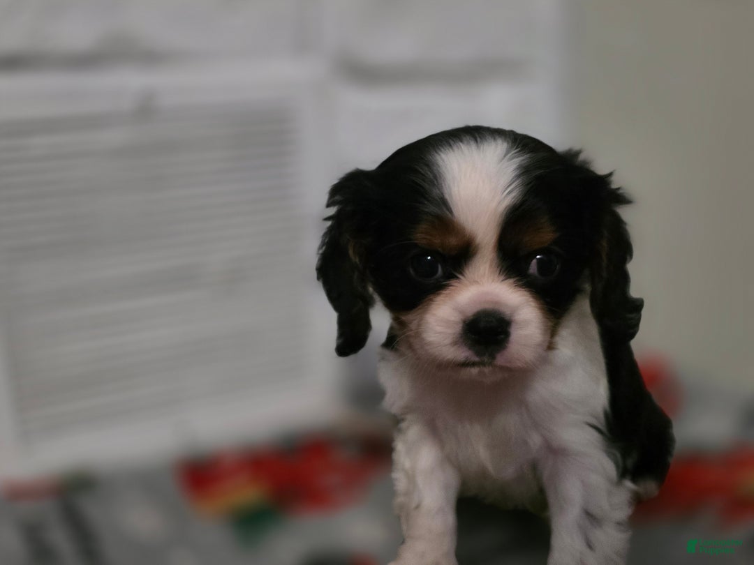 Cavalier King Charles Spaniel dogs for sale: Cavalier King Charles Spaniel Puppy 1 - Ad 4