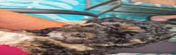 Mixed Breed dogs for sale: Mixed Breed 3 - Ad 3