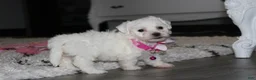 Bichon Frise dogs for sale: 🩷Jasmine🩷  - Ad 10