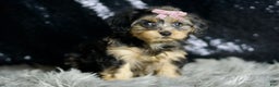Yorkiepoo dogs for sale: Daphne - Ad 5