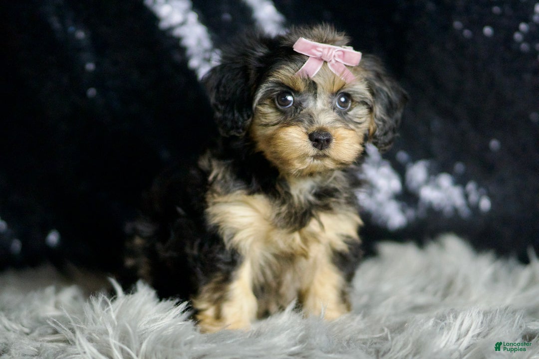 Yorkiepoo dogs for sale: Daphne - Ad 5