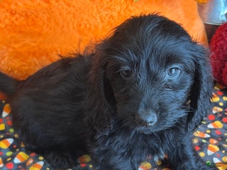 Dachshund dogs Silky Boy - Ad 8