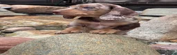 Miniature Dachshund dogs for sale: Miniature Dachshund Puppy 2 - Ad 1