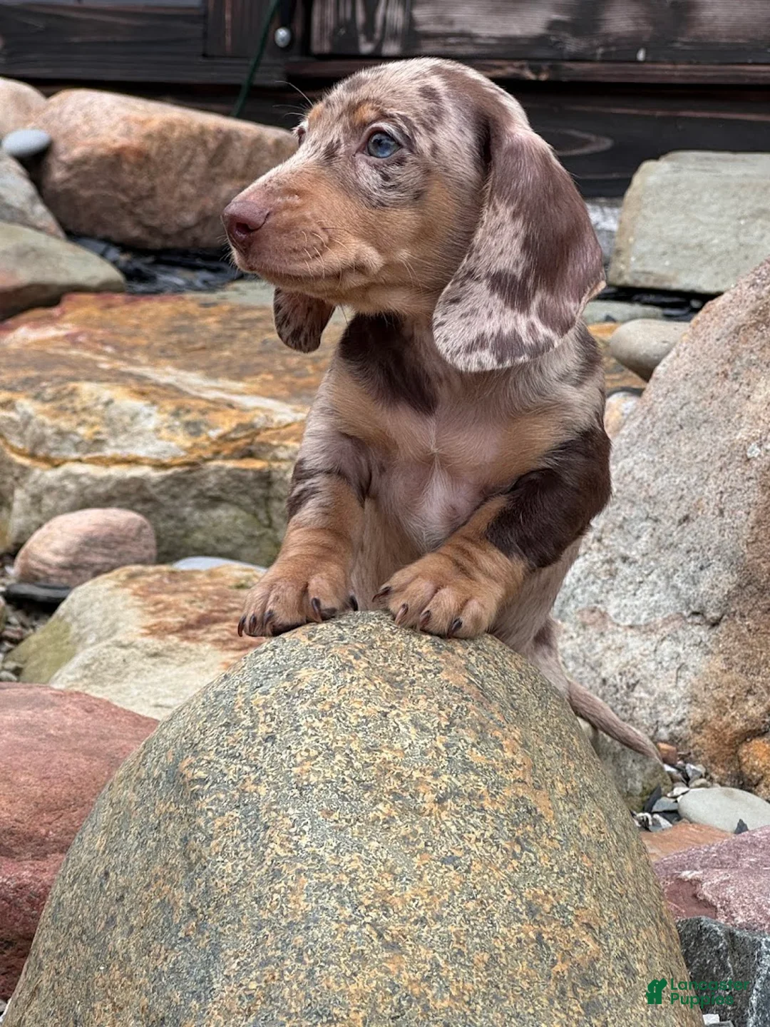 Miniature Dachshund dogs for sale: Miniature Dachshund Puppy 2 - Ad 1