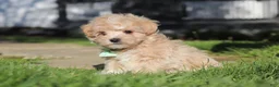 Maltipoo dogs for sale: Lane - Ad 4