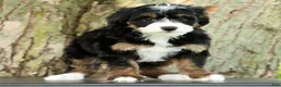 Mini Bernedoodle dogs for sale: Missy - Ad 6