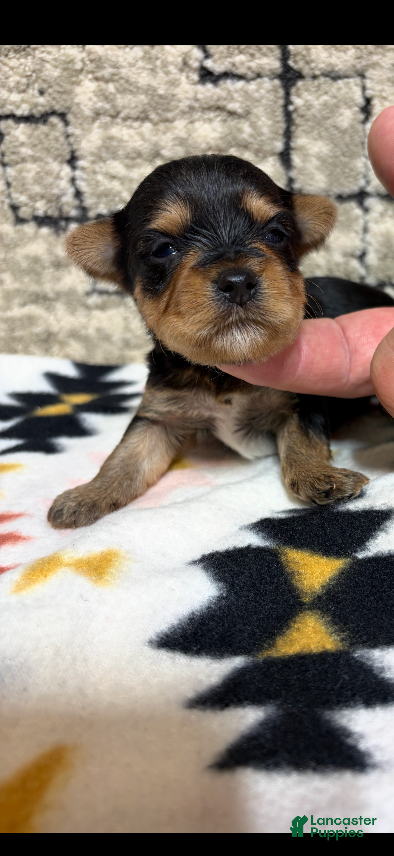 Yorkshire Terrier dogs dior - Ad 2