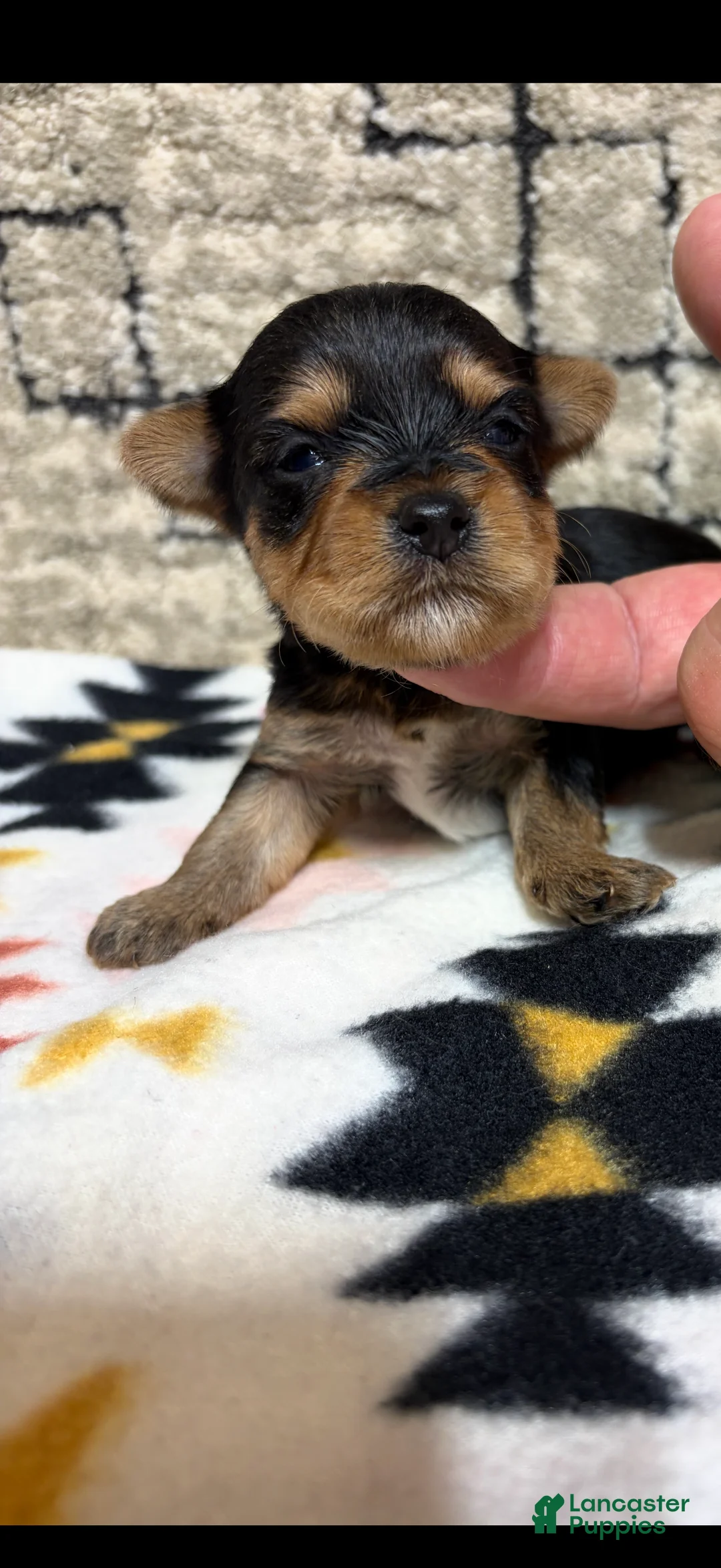 Yorkshire Terrier dogs for sale: dior - Ad 1