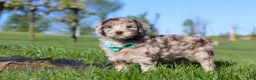 Newfypoo dogs for sale: Cliff - Ad 6