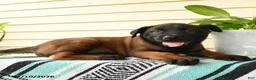 Belgian Malinois dogs for sale: Kwame - Ad 3