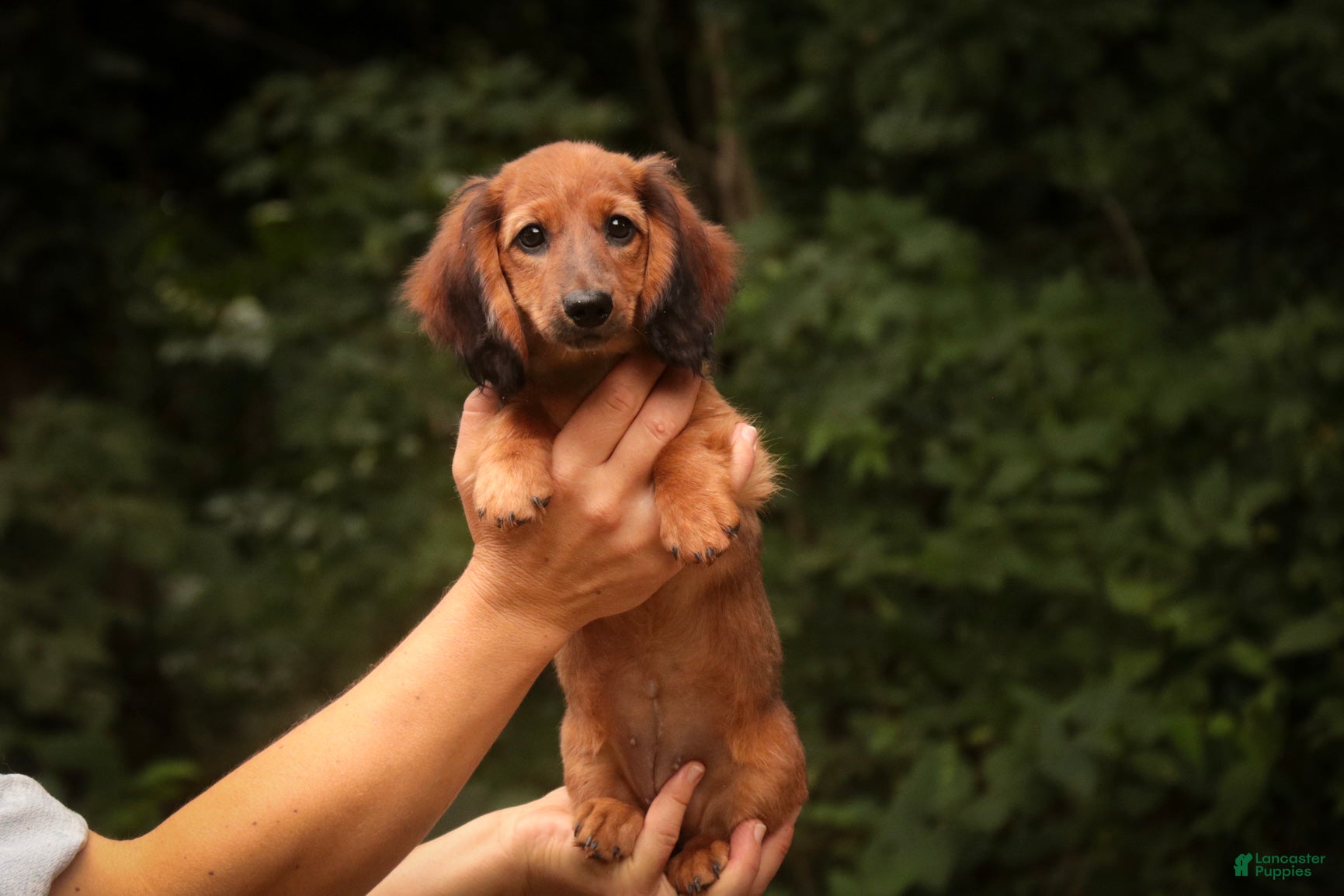 Miniature Dachshund dogs Annie Miniature Dachshund  - Ad 2